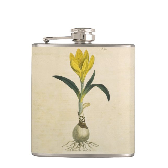 Cantil Amaryllis Tulip Botanical Garden Flower (Frente)