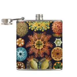 Cantil Ascidiae por Ernst Haeckel, Animais Marinhos Antig