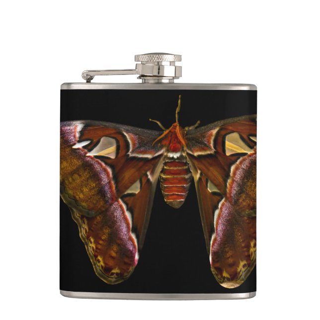 Cantil Atlas Moth - Snake Head (Frente)