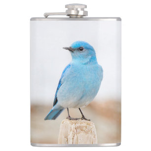 Cantil Belo pássaro-azul-de-montanha na praia