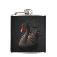 Bonito Swan Negro com Bright Beak Vermelho