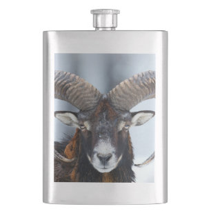 Cantil Carneiros da ram do Big Horn - Mouflon