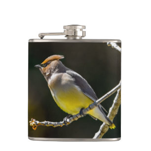 Cantil Cedar Waxwing Songbird Original Foto de Pássaro Se