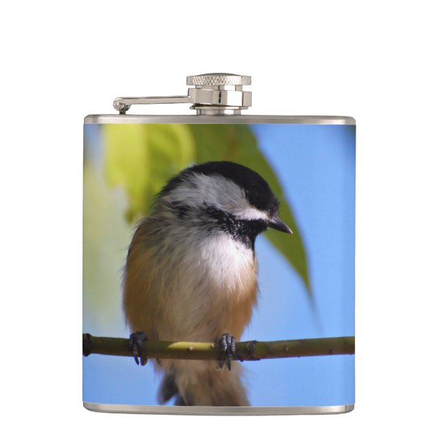 Cantil Chickadee bonito em uma fotografia do ramo (Frente)