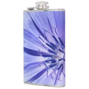 Cantil chicória azul roxa