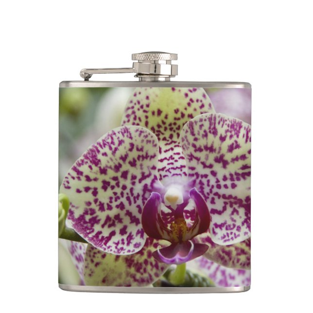 Cantil Cingapura (Sânscrito para Lion City). Nacional (Frente)