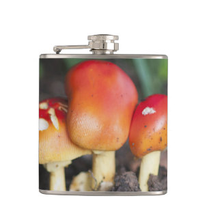 Cantil cogumelo da família Amanita