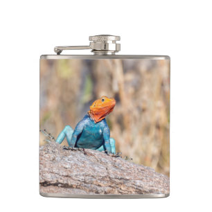 Cantil Common Agama