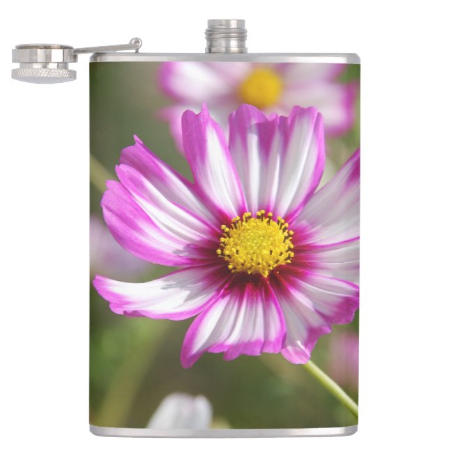 Cantil Cosmos rosa,Jardim de Algodão Rosalinde (Aberto)