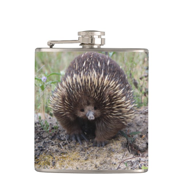 Cantil Cute Echidna, da Austrália (Frente)