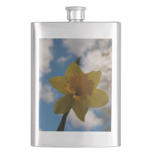 Cantil Daffodil na primavera