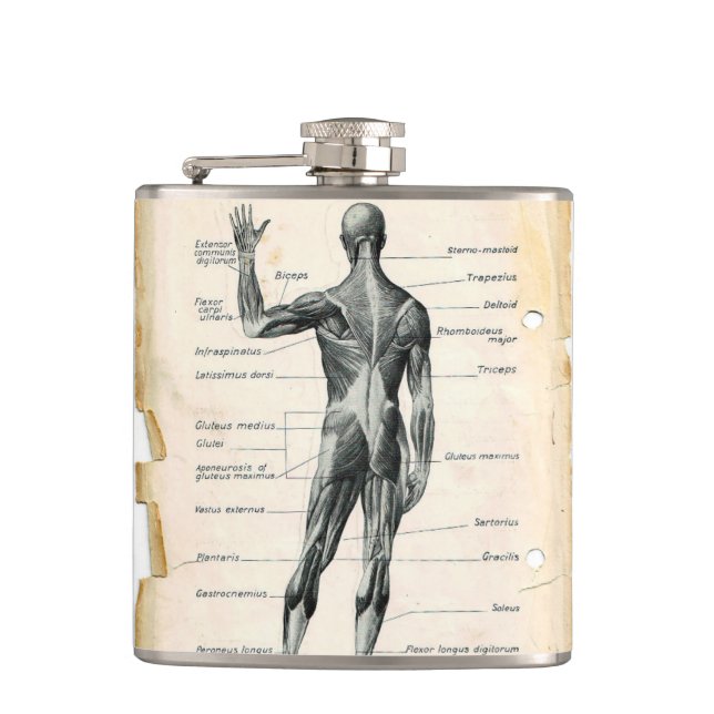 Cantil Desenho da Anatomia Vintage (Frente)