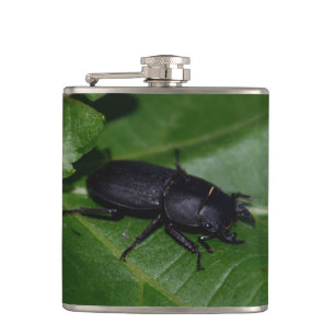 Cantil Dorcus parallelipipedus , o escaravelho inferior