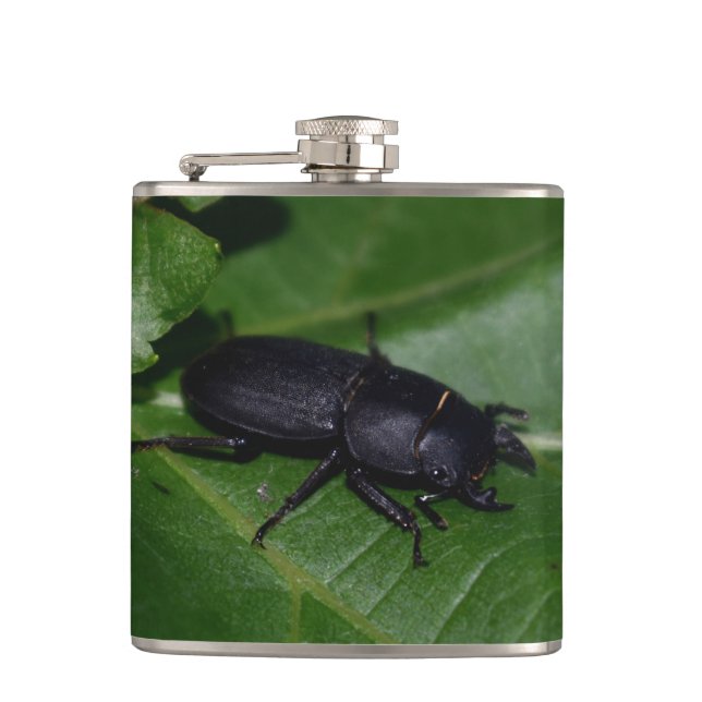 Cantil Dorcus parallelipipedus , o escaravelho inferior (Frente)