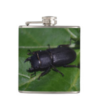 Dorcus parallelipipedus , o escaravelho inferior