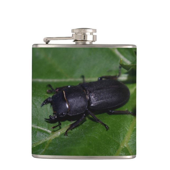 Cantil Dorcus parallelipipedus , o escaravelho inferior (Frente)