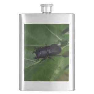 Cantil Dorcus parallelipipedus , o escaravelho inferior