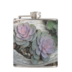 Cantil Echeveria Succulent Flask