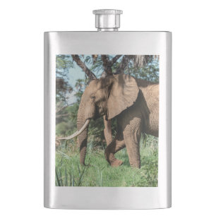 Cantil Elefante Africano no Safari