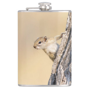 Cantil Esquilo de árvore