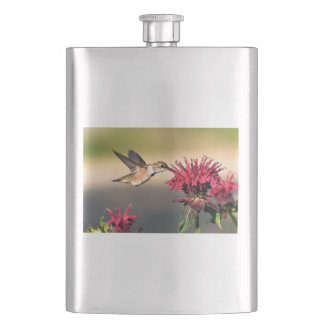 Cantil Febre do Hummingbird