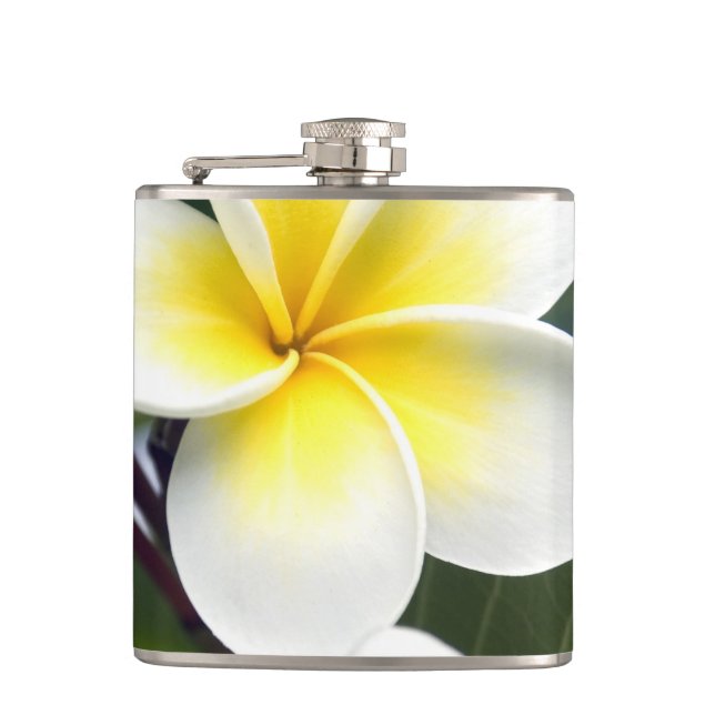 Cantil flor de frangipani Ilhas Cook (Frente)