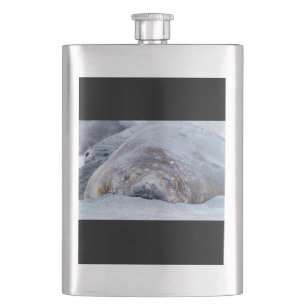 Cantil Foca-elefante que dorme