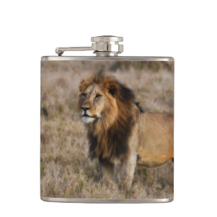 Cantil Frasco do Leão Africano