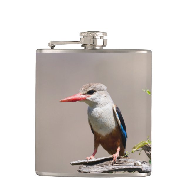 Cantil Grey-Headed Kingfisher (Frente)