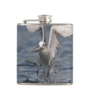 Cantil Hovering Kittiwake