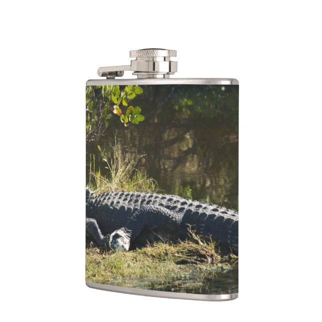 Cantil Jacaré-americano descansando ao longo de um pântan (Esquerda)