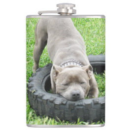 Cantil Jovem Homem Staffy Adora Brincar,