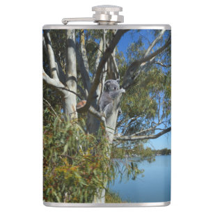 Cantil Koala Bear Dormindo Na Árvore De Goma.