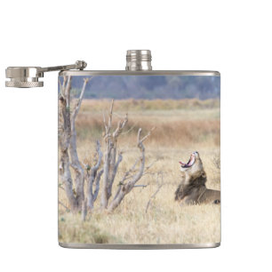 Cantil Leão de bocejo