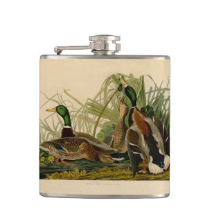 Cantil Mallard Duck - Pincel de Ave Audubon
