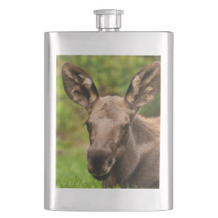 Cantil Moose Curiosa