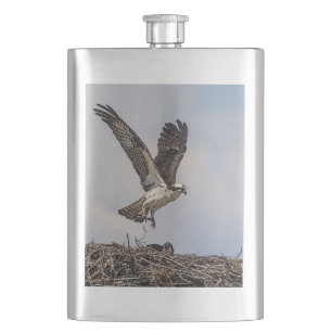 Cantil Osprey em um ninho