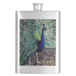 Cantil Peacock