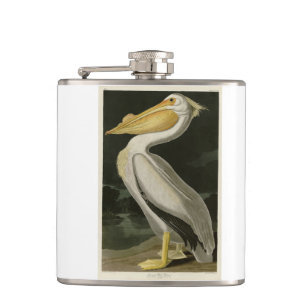 Cantil Pelicano Branco Americano, Aves da América de Aud