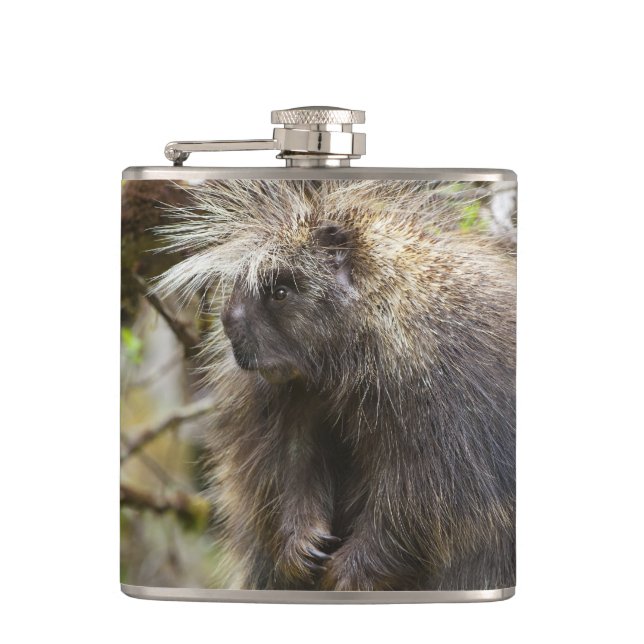 Cantil Porcupina determinada (Frente)