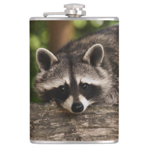Cantil Raccoon