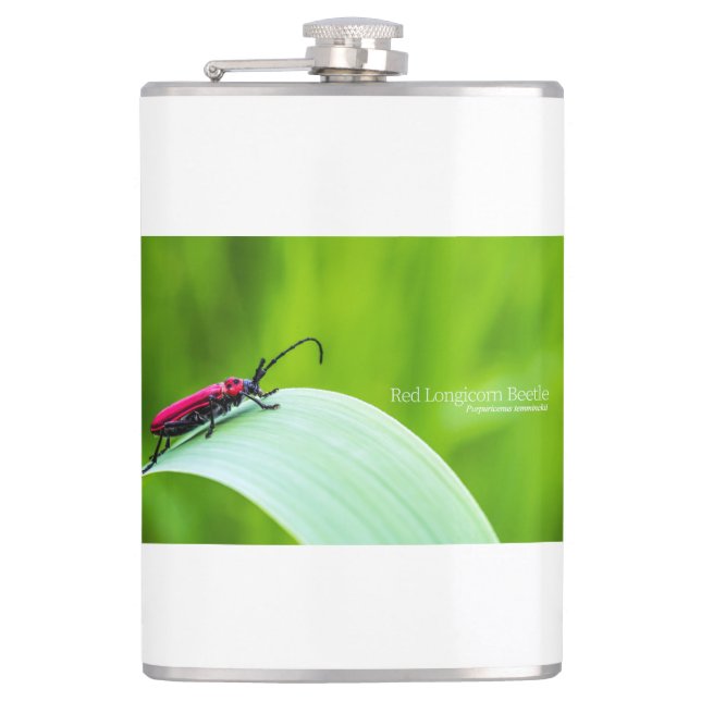 Cantil Red Longicorn Beetle and green background (Frente)