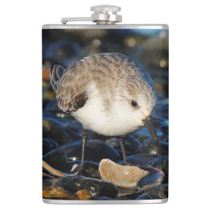 Cantil Sanderling Cute Sandpiper Shorebird Dines em Clam