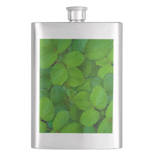 Cantil Santo Basil Tulsi Green Mint Folhas