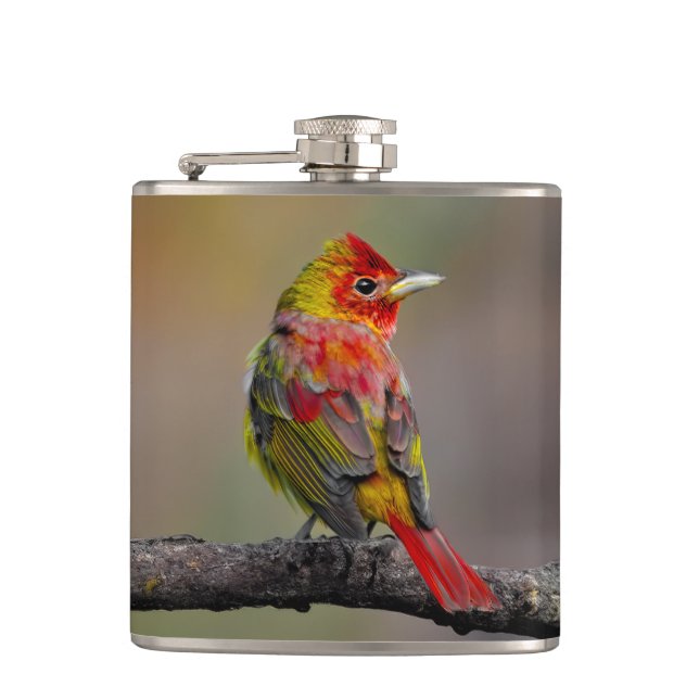 Cantil Scarlet Tanager Molting - Fotografia original (Frente)