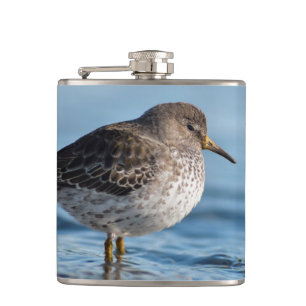 Cantil Searing Rock Sandpiper