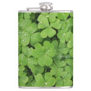 Cantil Shamrock verde fresco, Ruas sortudas. Trevo picant