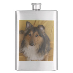 Cantil Shetland_Sheepdog branco preto