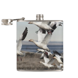 Cantil Snow Geese Voadora