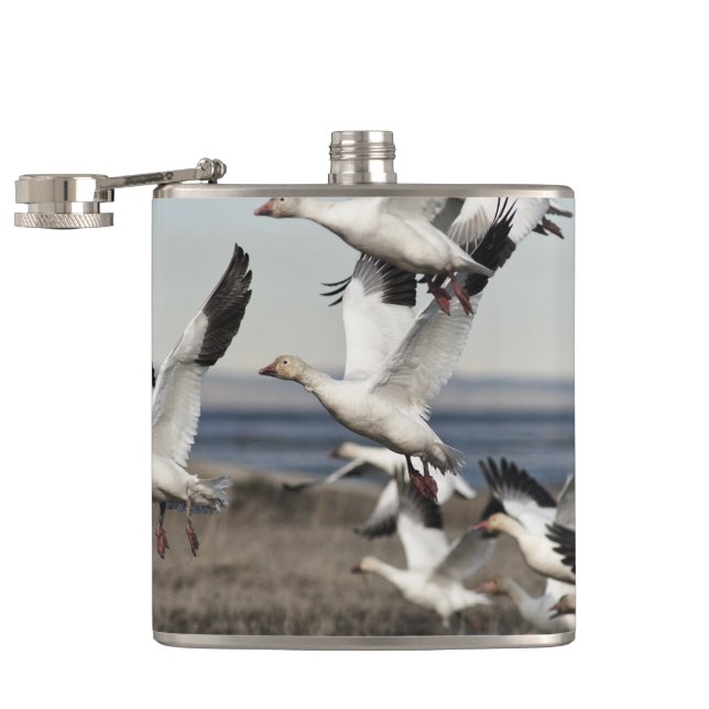 Cantil Snow Geese Voadora (Aberto)